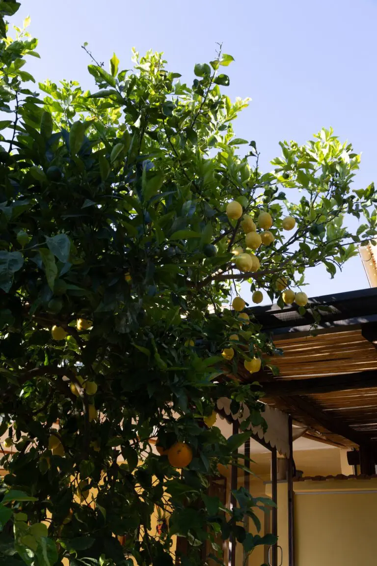 citronnier chargé de fruits mûrs à côté d’un bâtiment
