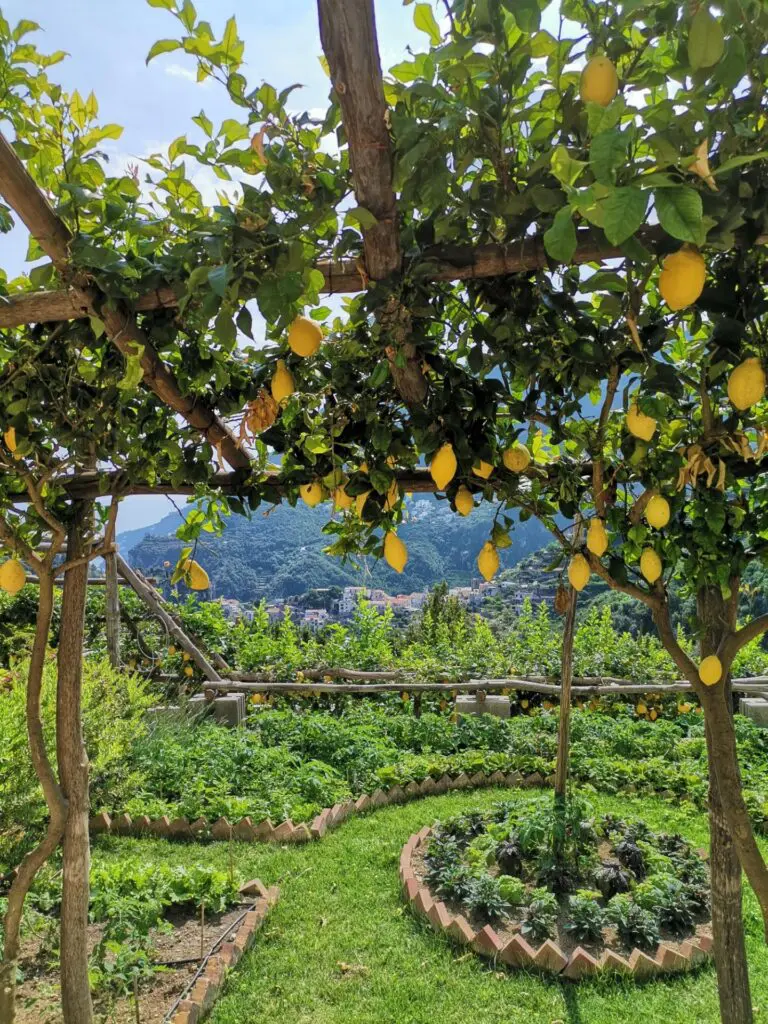 Citronneraie avec des jardins en terrasses surplombant un village italien