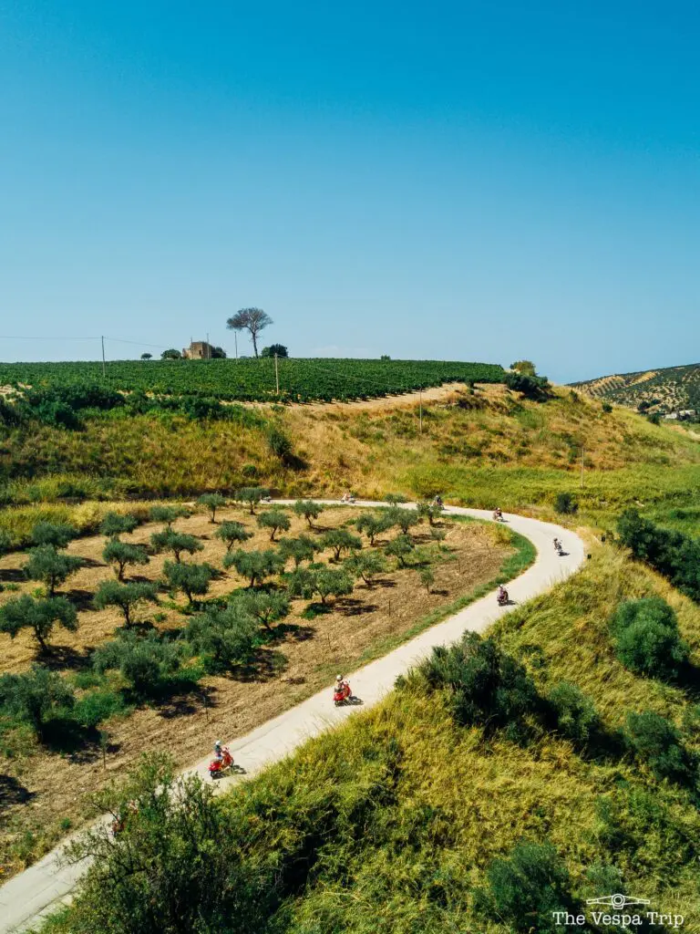 Des Vespas circulent sur une route sinueuse à travers les oliveraies de Sicile