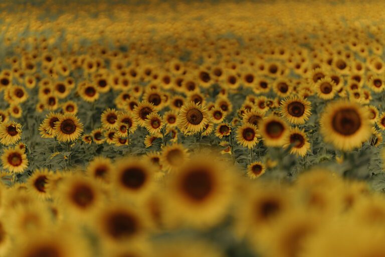 tournesols dans le paysage du Chianti