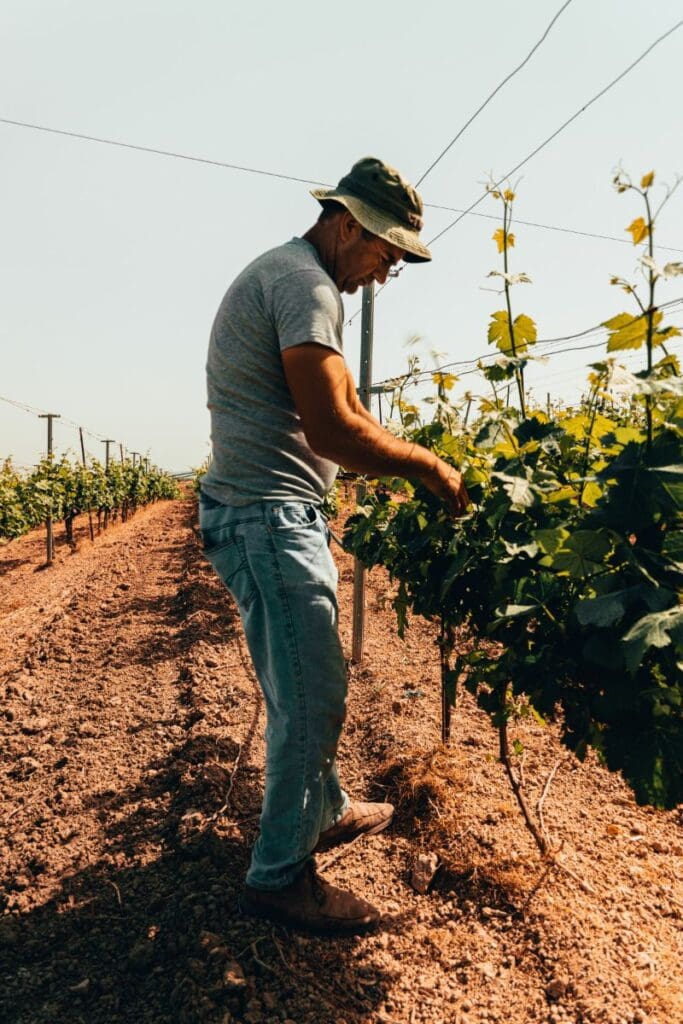 Vignoble de Vénétie