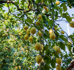 lemon tour dans la région d'Amalfi